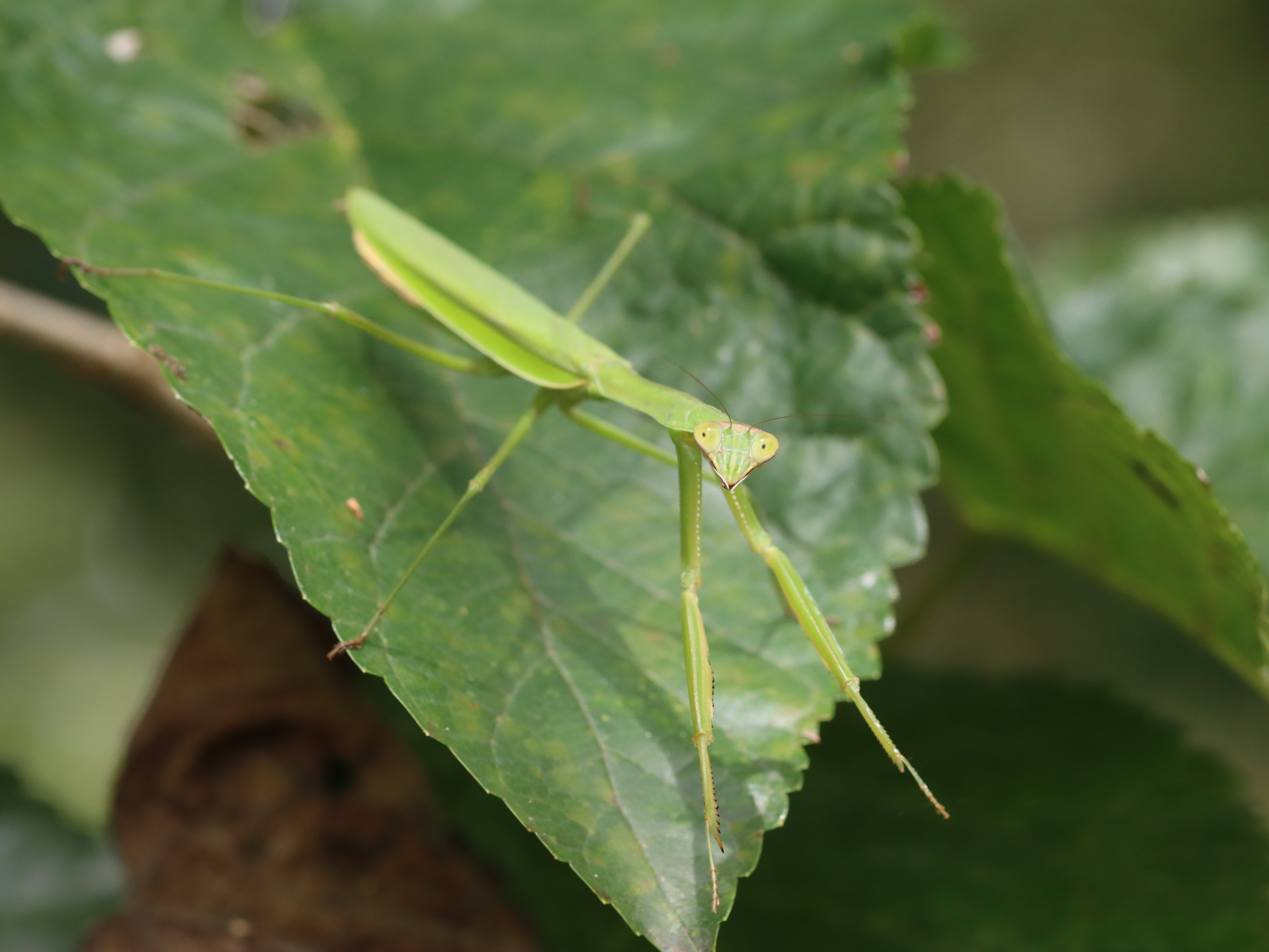 photo_4